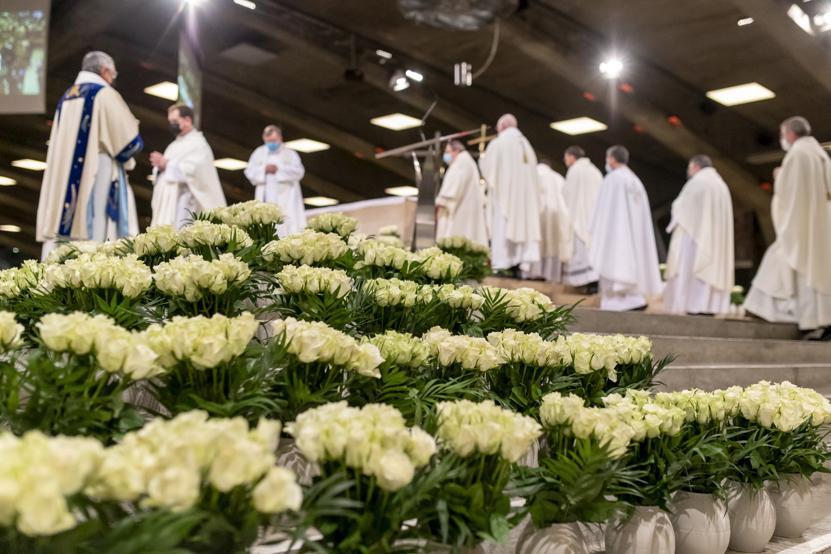 8th december - Roses for the Immaculate Conception