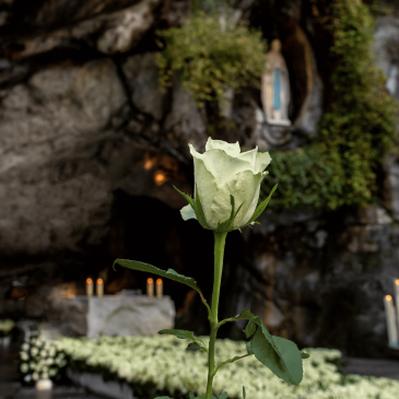 A Lourdes, offerta floreale dell’8 dicembre all’Immacolata Concezione